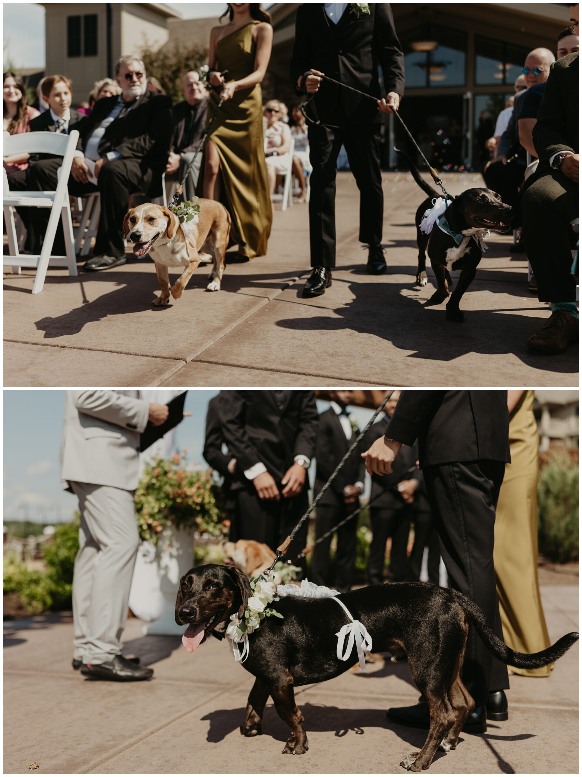 dog ring bearer